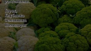Цветная капуста – лучшие соседи по грядке