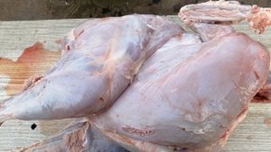 Вес индюка за восемь месяцев, на домашнем корме.