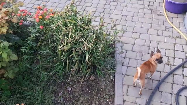 Инжир Далматский плодоношение .