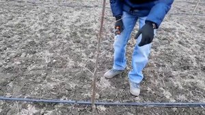 ОБРЕЗКА САЖЕНЦЕВ ПОСЛЕ ПОСАДКИ 3 СЛИВА pruning plums