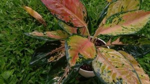 Aglaonema Kochin yellow