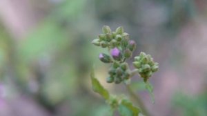 Vernonia cinerea Flower at 4K HDR Ultra color test