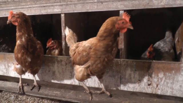 Какая продуктивность должна быть у кур-несушек ? смотреть онлайн