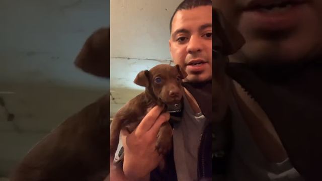 New family members Patterdale Terrier puppy #patterdale #puppy #terriers смотреть онлайн