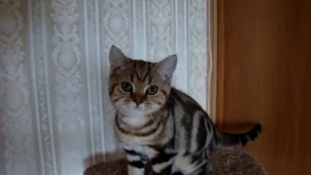 Шикарная золотая мраморная кошечка смотреть онлайн