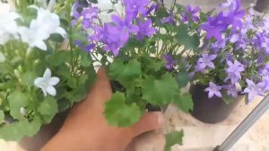 Розовые кампанулы!!! Пополнение коллекции.