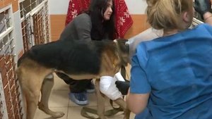 Верный друг: Туман