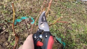 Канадские розы. Зимовка 2020-21 без укрытия.