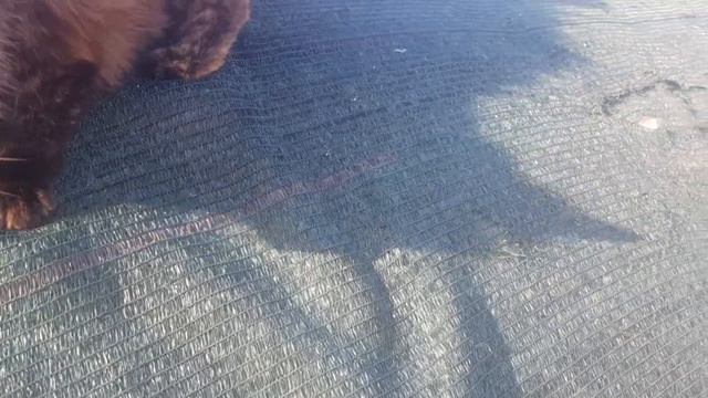 Зимовка индюков в теплице. Теневую сетку не снимаем!! Начало сезона не загорами?Поилки/ кормушки. смотреть онлайн