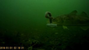 Подледная рыбалка на навагу остров Русский (Ice fishing on Navaga island Russian)