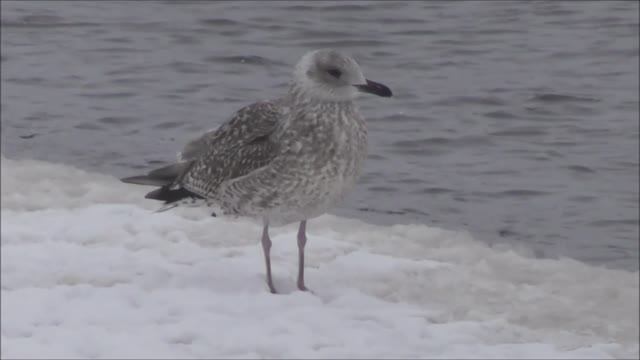 Сизая чайка, зимующая молодая птица, Птицы Новгородской области, 04.02.2023