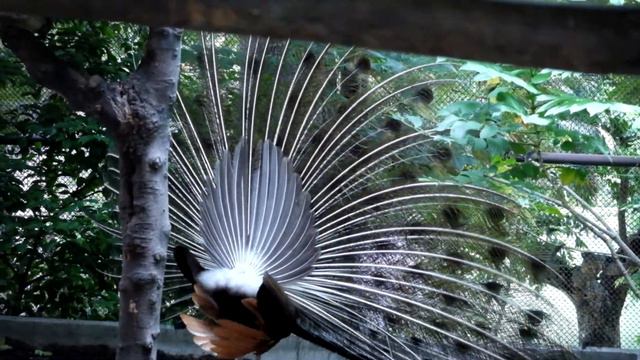 Красавец павлин ухаживает за белой павлинихой Зоопарк, Бангкок, Таиланд2 смотреть онлайн