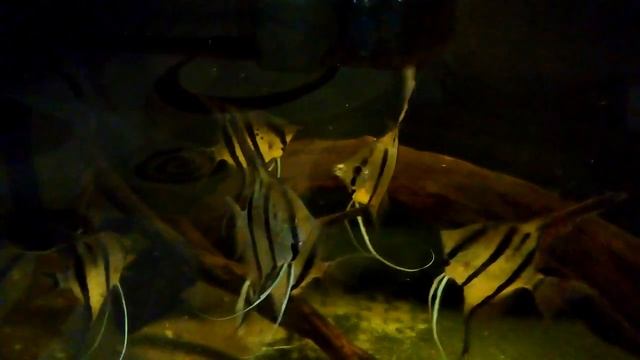 Кормление скалярии. Живой корм. смотреть онлайн