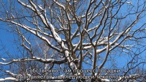 Яблоня Яблочный Спас