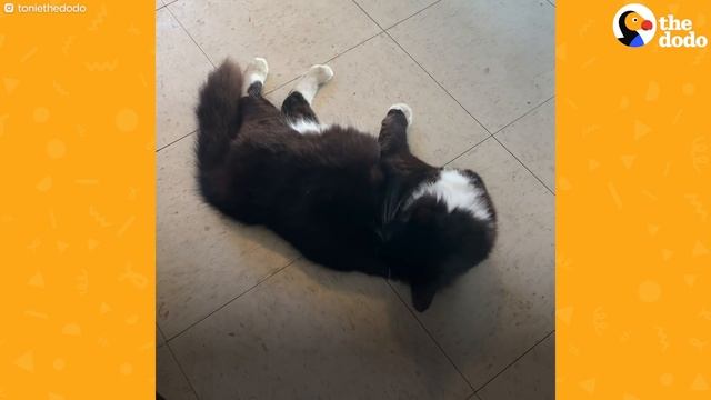 This Stray Cat Ask To Be Let Inside To Keep Her Kittens Safe | The Dodo смотреть онлайн