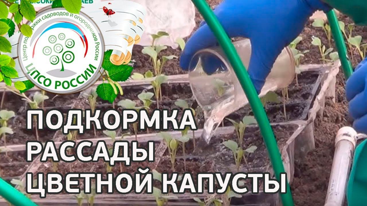 Чем подкормить цветную капусту для формирования. Подкормка капусты. подкормка рассады капусты. подкормка цветной капусты. как удобрять капусту.
