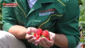 Сорт клубники Азия