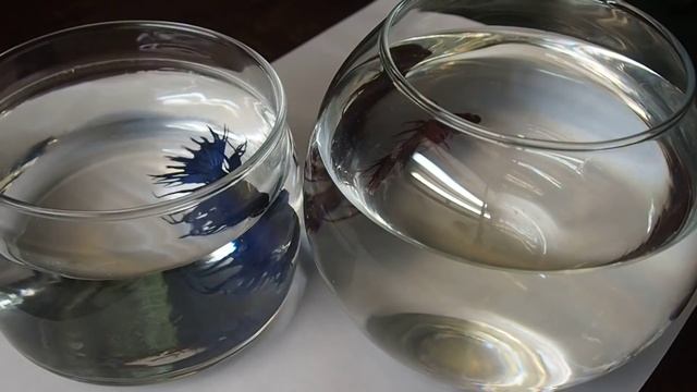 Петушок или бойцовая рыбка ( Betta splendens) - Аквариумные тропические рыбы № 3 смотреть онлайн