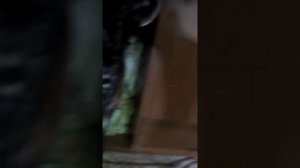 Кошка плюётся на меня