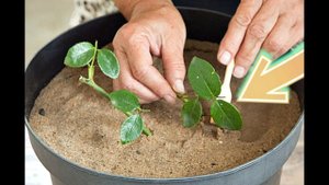 Посадите розы в ноябре декабре черенками дома этим способом, для волшебного цветения весной!