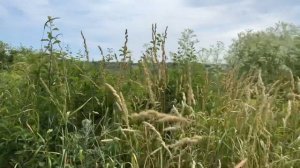 Кравцово - озеро, которому миллионы лет | Ставрополь 22.06.2022