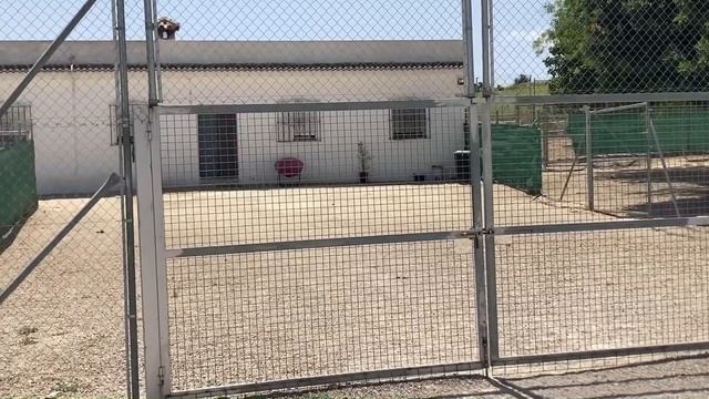 Отель для собак в Испании. Незаконные постройки. Студенческий отрыв в Бургерной