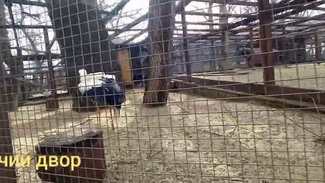 Парк ЛОГА."Весь птичий двор." В Каменске Шахтинском.