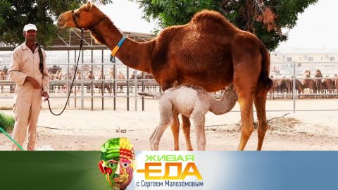 Лечение верблюжьим молоком, безопасная упаковка продуктов и вино против радиации | «Живая еда»