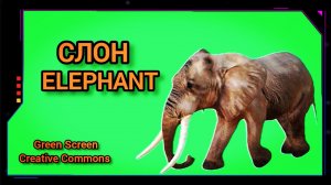 Слон видео Green screen футаж. Хромакей анимация на зелёном фоне.