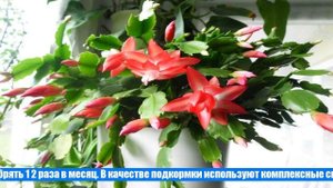 Цветок Декабрист (Шлюмбергера)