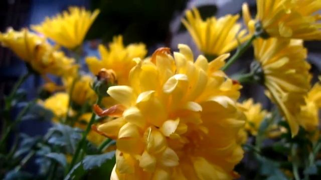 FLowers - Canon IXUS 110 IS (Macro HD video) смотреть онлайн