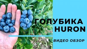 Обзор сорта Голубики Хурон (Huron)