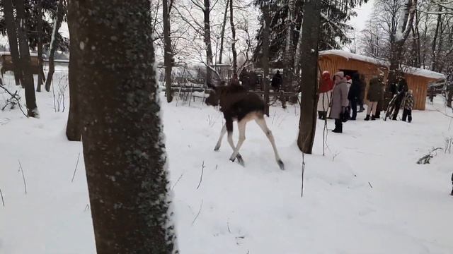 Поездка на лосеферму./Вечерний город.
