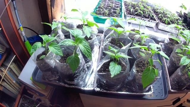 ШОК МЕТОД СРАБОТАЛ! ВЗОШЛИ ПЕРЦЫ И БАКЛАЖАНЫ. СОРТА. смотреть онлайн