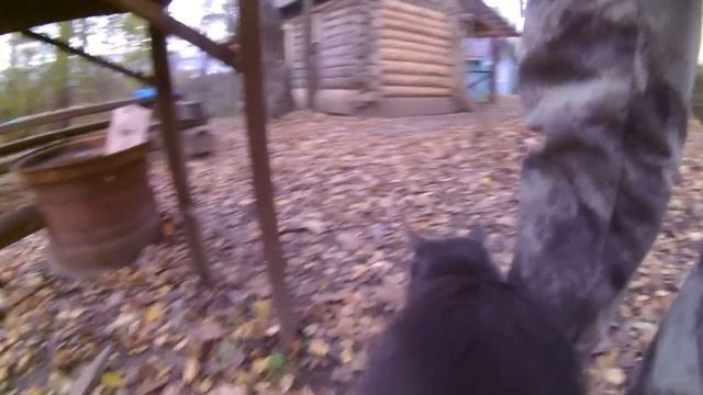 Ловля щуки нахлыстом. Поездка на реки Угра и Ресса. Октябрь 2017 смотреть онлайн