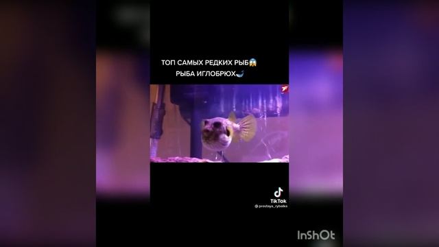 рыба иглобрюх смотреть онлайн