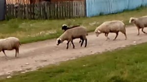 Овца чихает