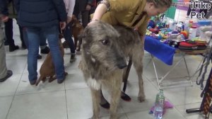 Какие породы собак внешне похожи на дворняг?