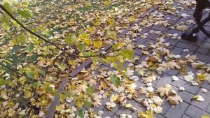 ФУТАЖ ПАРК БЕРЕЗА ОСЕНЬЮ, ВЕТЕР ЛИСТЬЯ СКАМЕЙКА,Используйте бесплатные футажи для видеомонтажа!