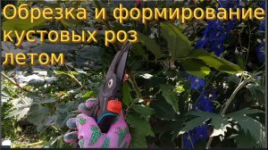 Обрезка и формирование кустовых роз летом. Шрабы.