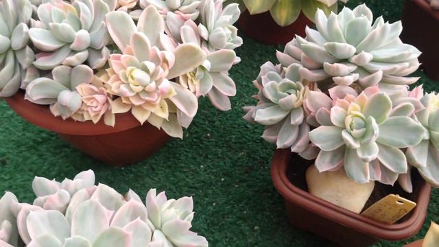 Minha linda Echeveria Albicans e Mensa Variegata • Lelis com Amor смотреть онлайн