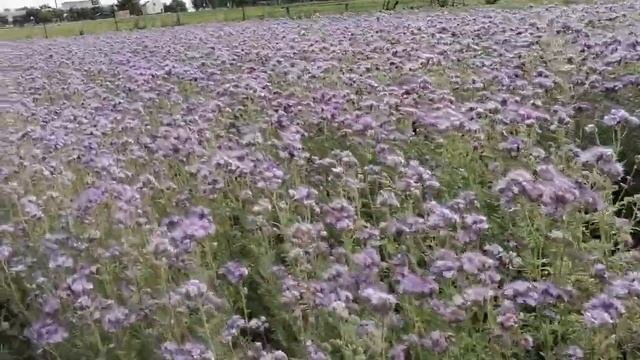 Фацелия для огорода. Фацелия для сеаооборота.#деревня #полезныесоветы