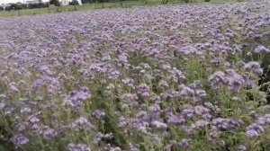 Фацелия для огорода. Фацелия для сеаооборота.#деревня #полезныесоветы