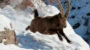 Аксу - Жабаглинский заповедник. Заповедник. Аксу - Жабаглы. Казахстан