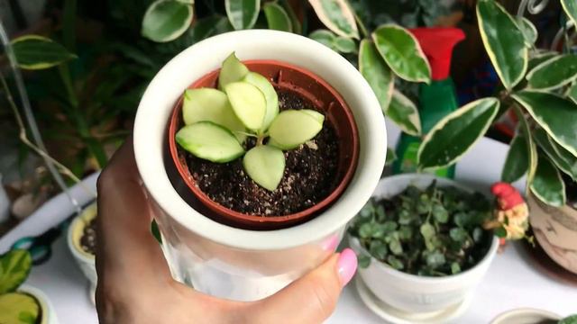 🌸Хойи🌸Пополнение домашней коллекции смотреть онлайн