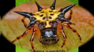 Самые страшные и ядовитые пауки