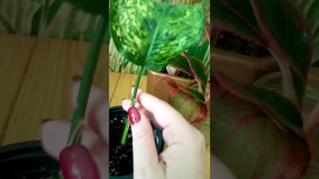 Комнатные цветы.Аглаонема.Размножение.