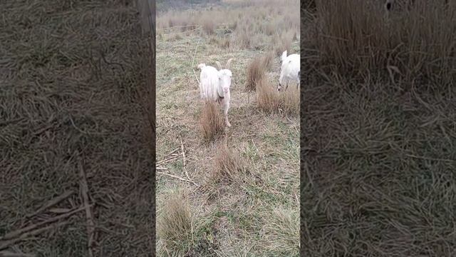 Завели  коз Ламанча#козоводствос нуля#козы#