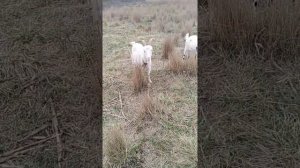 Завели  коз Ламанча#козоводствос нуля#козы#