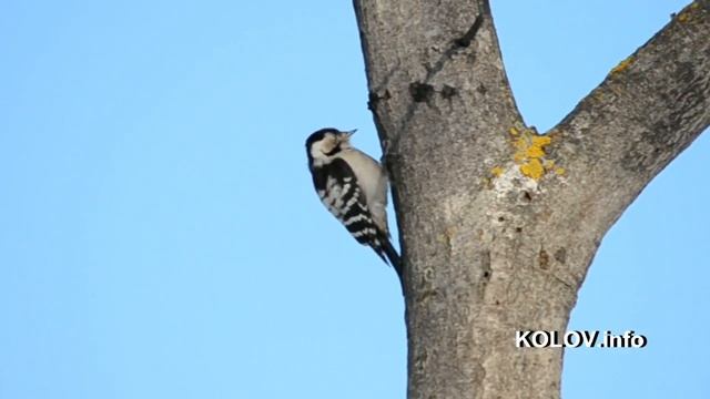 Пестрый дятел в лесу Тольятти смотреть онлайн